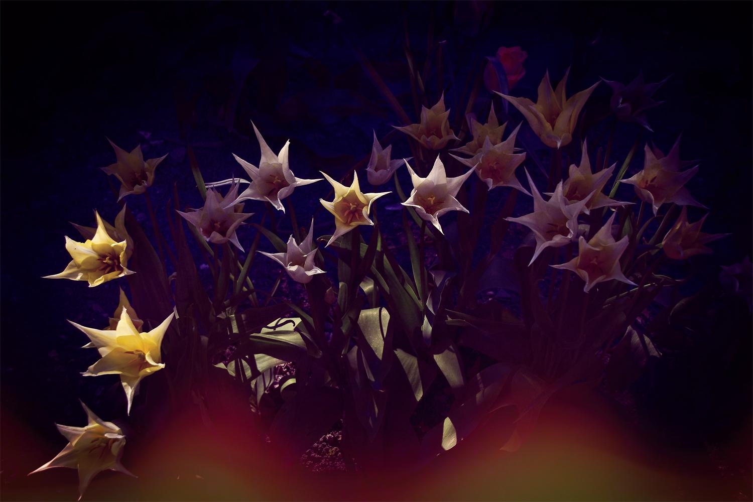 202104 tulipe 07