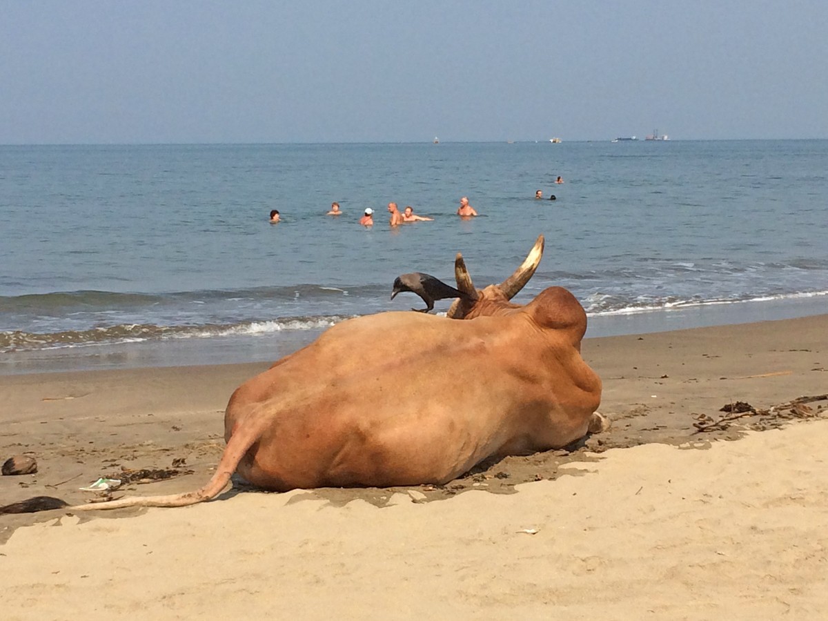 India goa 2018 07