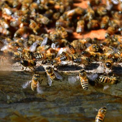 2020 05 abeilles 07 web