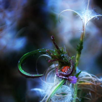 Ladybug s nirvana web