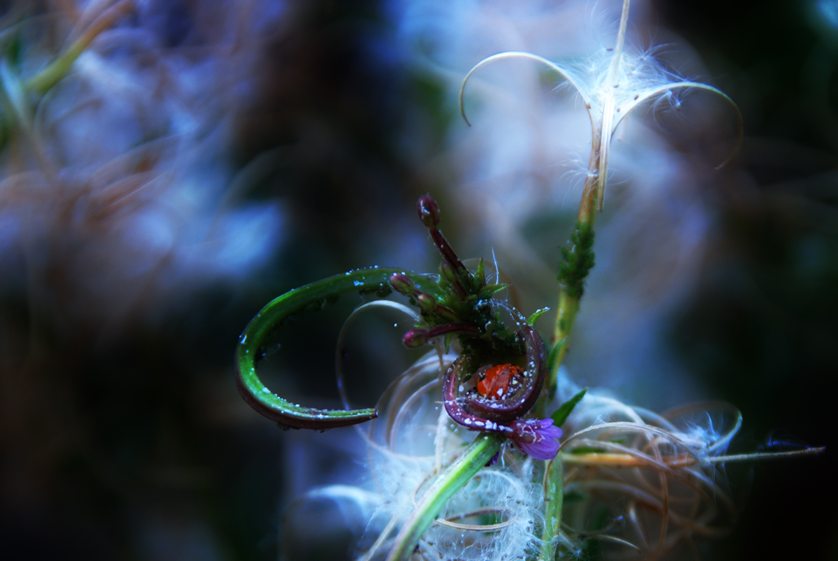 Ladybug's nirvana