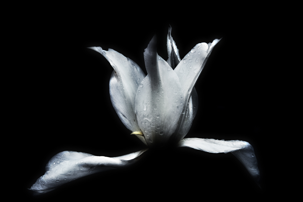 Tulipe après l'averse